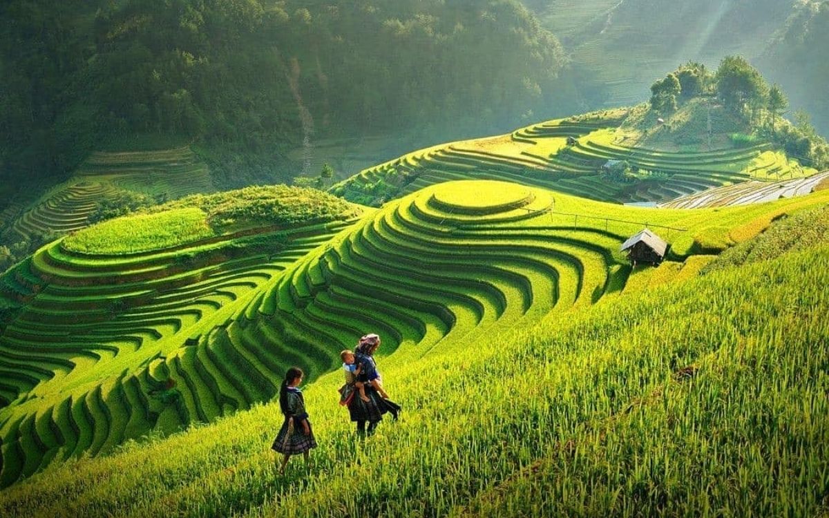 Sapa tháng 8 là mùa lúa xanh sắp trổ đòng
