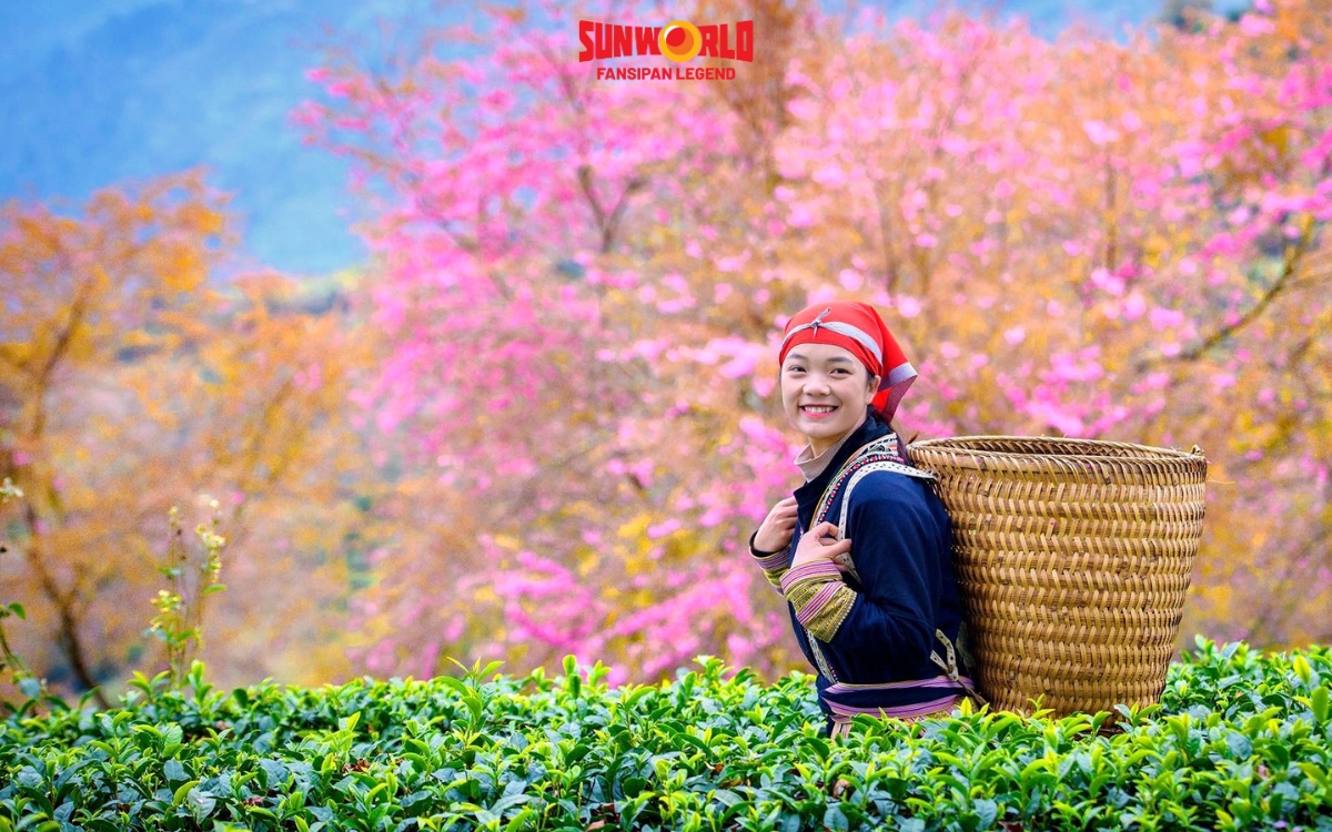 Sapa mùa nào đẹp nhất? Sapa mùa xuân (tháng 2 - 4): Mùa hoa nở rực rỡ