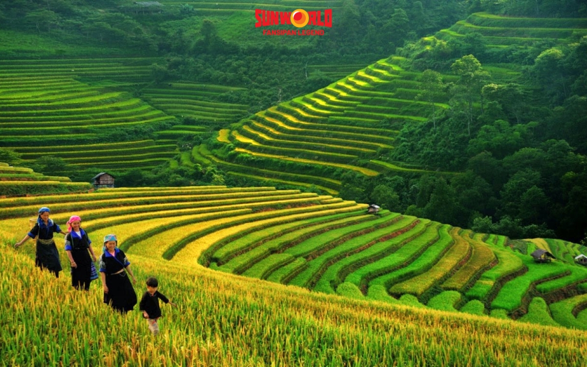 Sapa mùa nào đẹp nhất? Sapa mùa hè (tháng 5 - 8) là mùa xanh ruộng bậc thang 