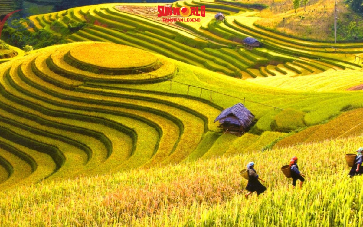 Sapa mùa nào đẹp nhất? Sapa mùa thu (tháng 9 - 11): Mùa vàng trên ruộng bậc thang 