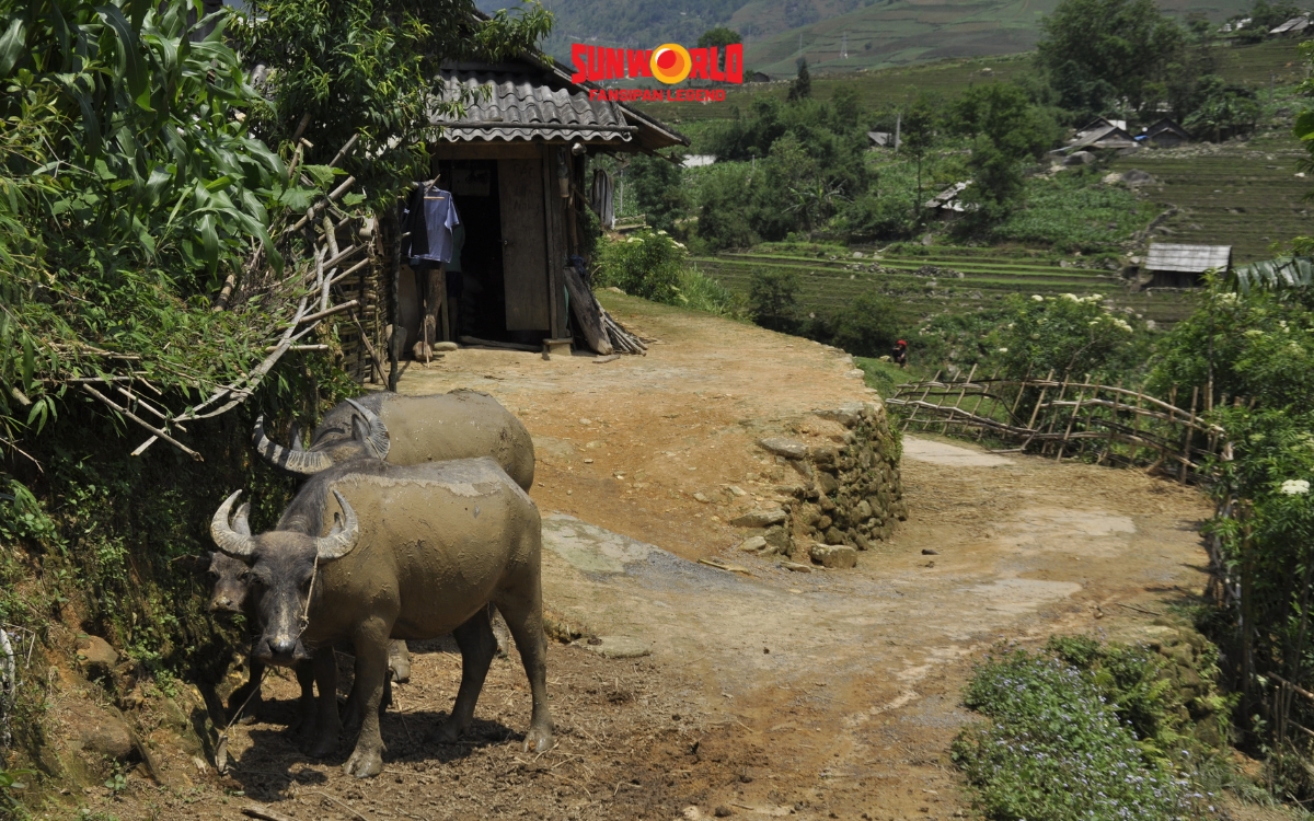 Thung lũng Mường Hoa mỗi mùa sẽ có vẻ đẹp riêng 