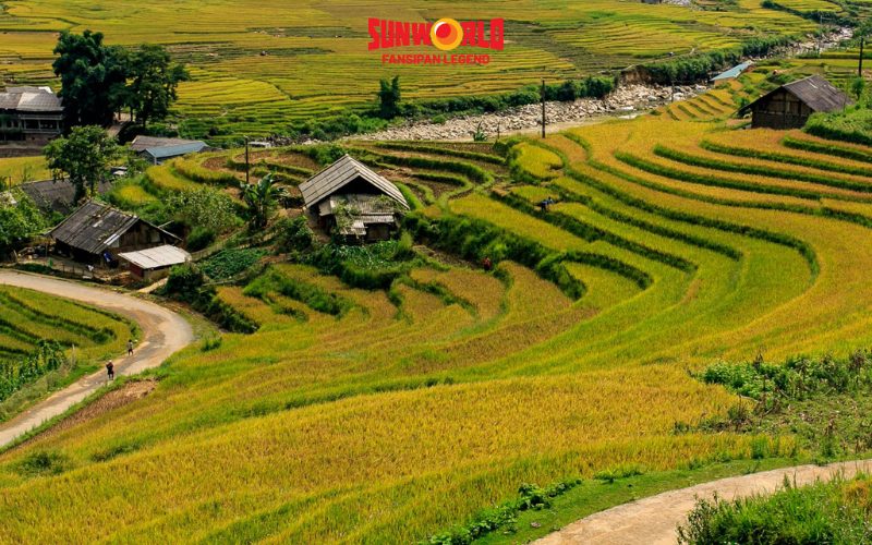 Du lịch Sapa tháng 10 săn mùa vàng 