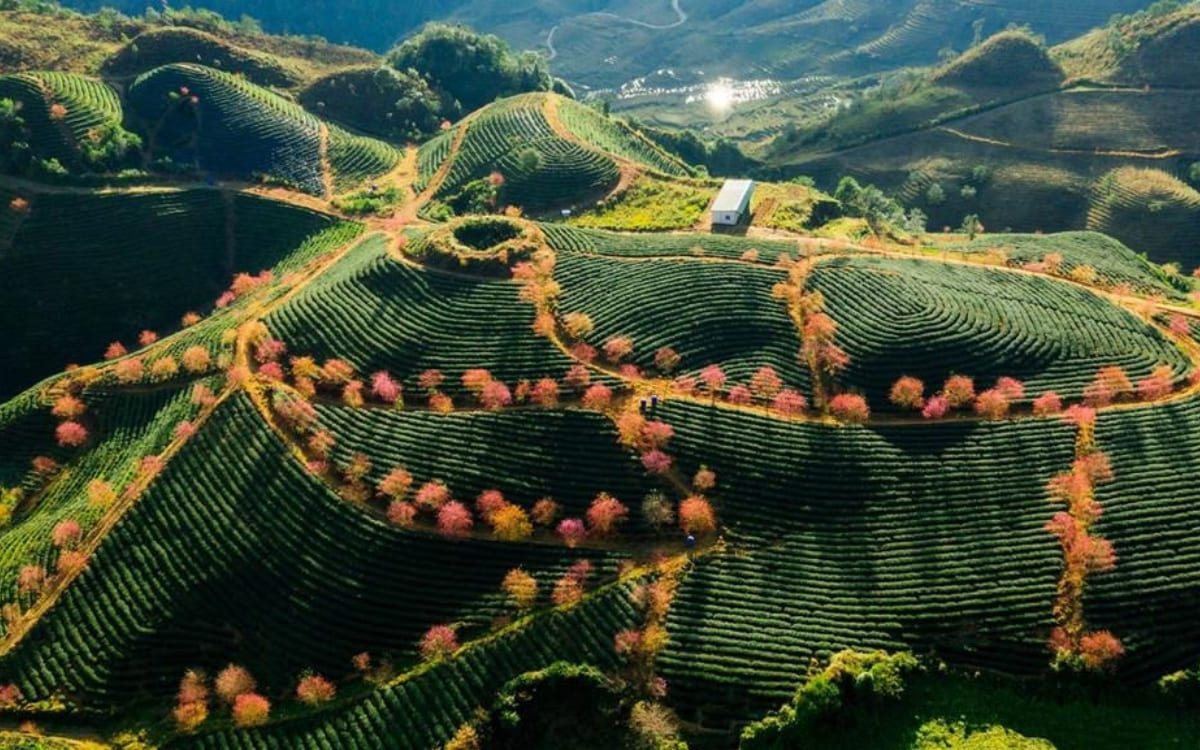 Săn hoa tại Đồi chè Ô Long vào tháng 2 tại Sapa