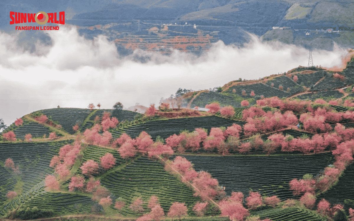 Du lịch Sapa tháng 3 có gì? Mùa hoa đào