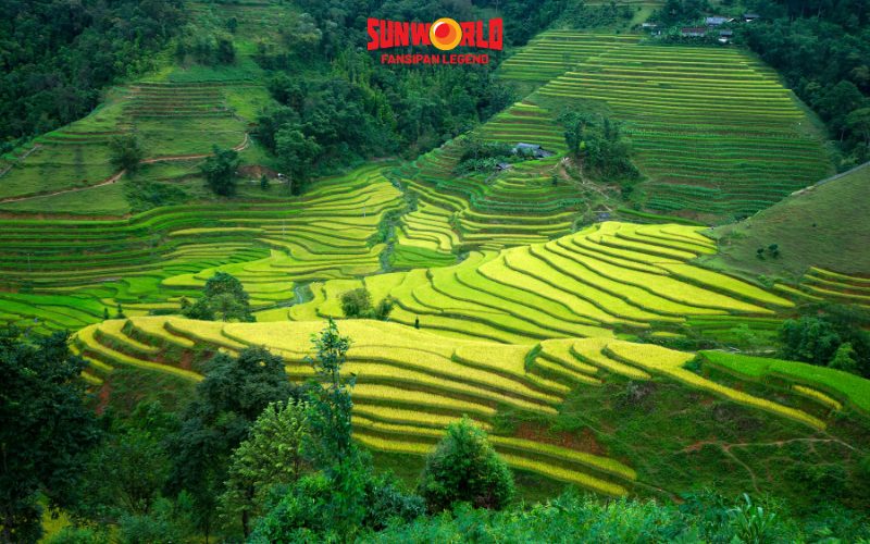Du lịch Sapa tháng 7: Tham quan ruộng bậc thang