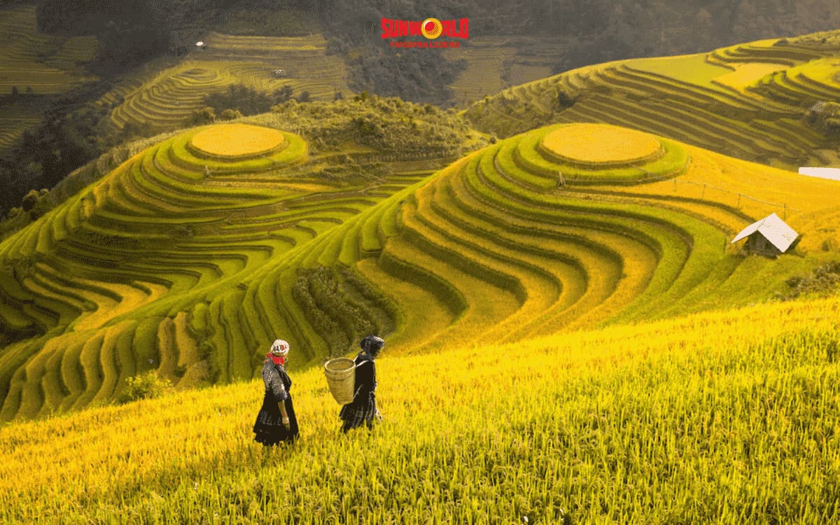 Săn mùa lúa chin khi đi du lịch Sapa tháng 9