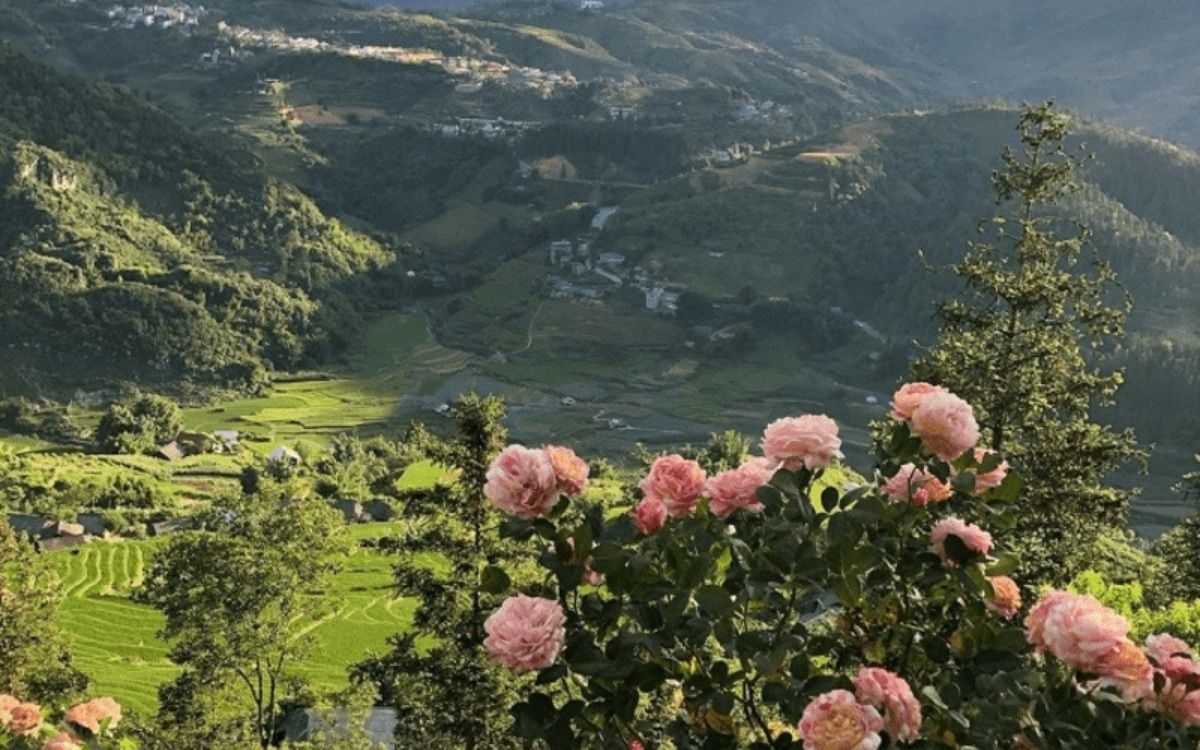 Ngắm Vườn hồng cổ Sâu Chua tại Sapa tháng 5