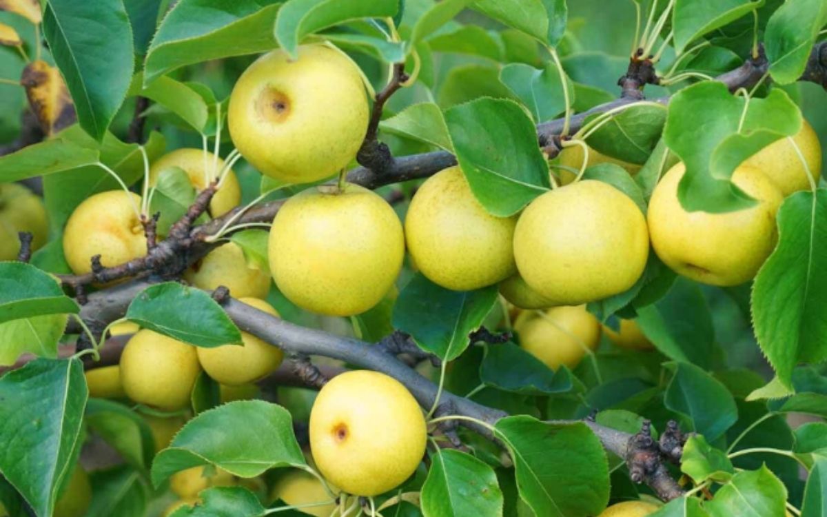 Thu hoạch Lê Tai Nung khi du lịch Sapa tháng 6