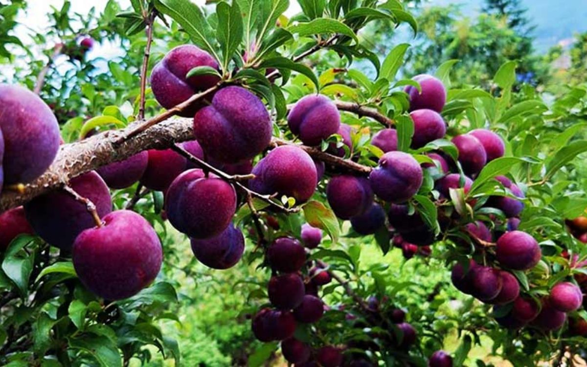 Du lịch Sapa tháng 6 là mùa hoa quả Tây Bắc