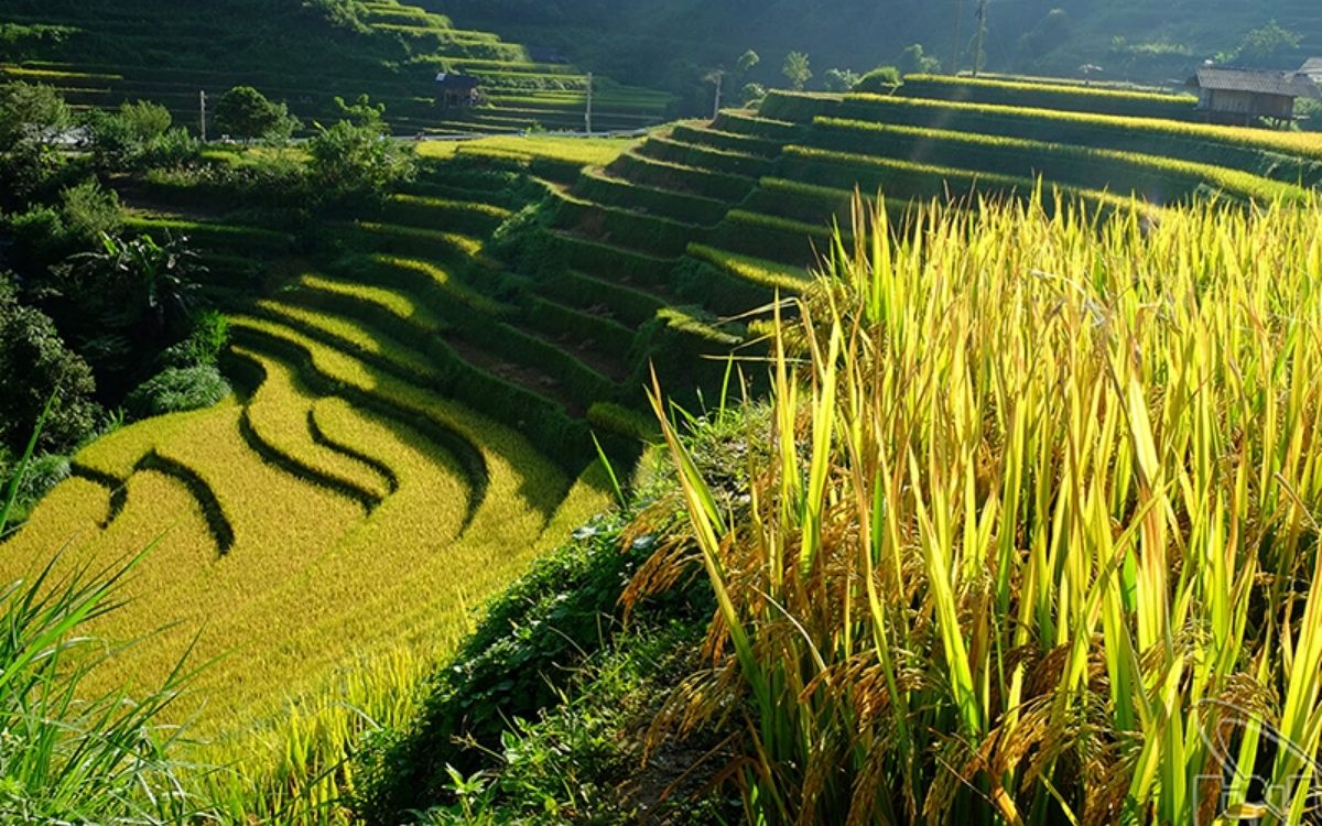 Ngắm Ruộng Bậc Thang mùa lúa vàng tại Tả Van Sapa tháng 9-10