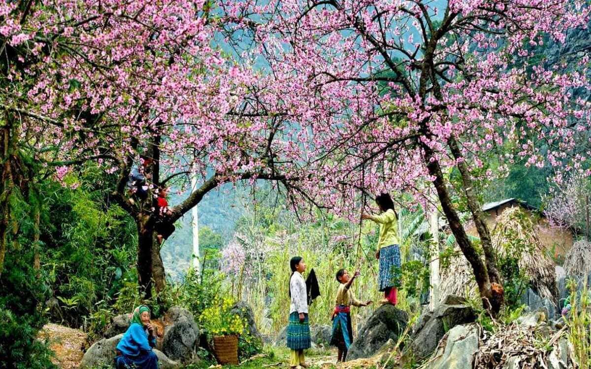 Vườn Đào tại Núi Hàm Rồng Sapa
