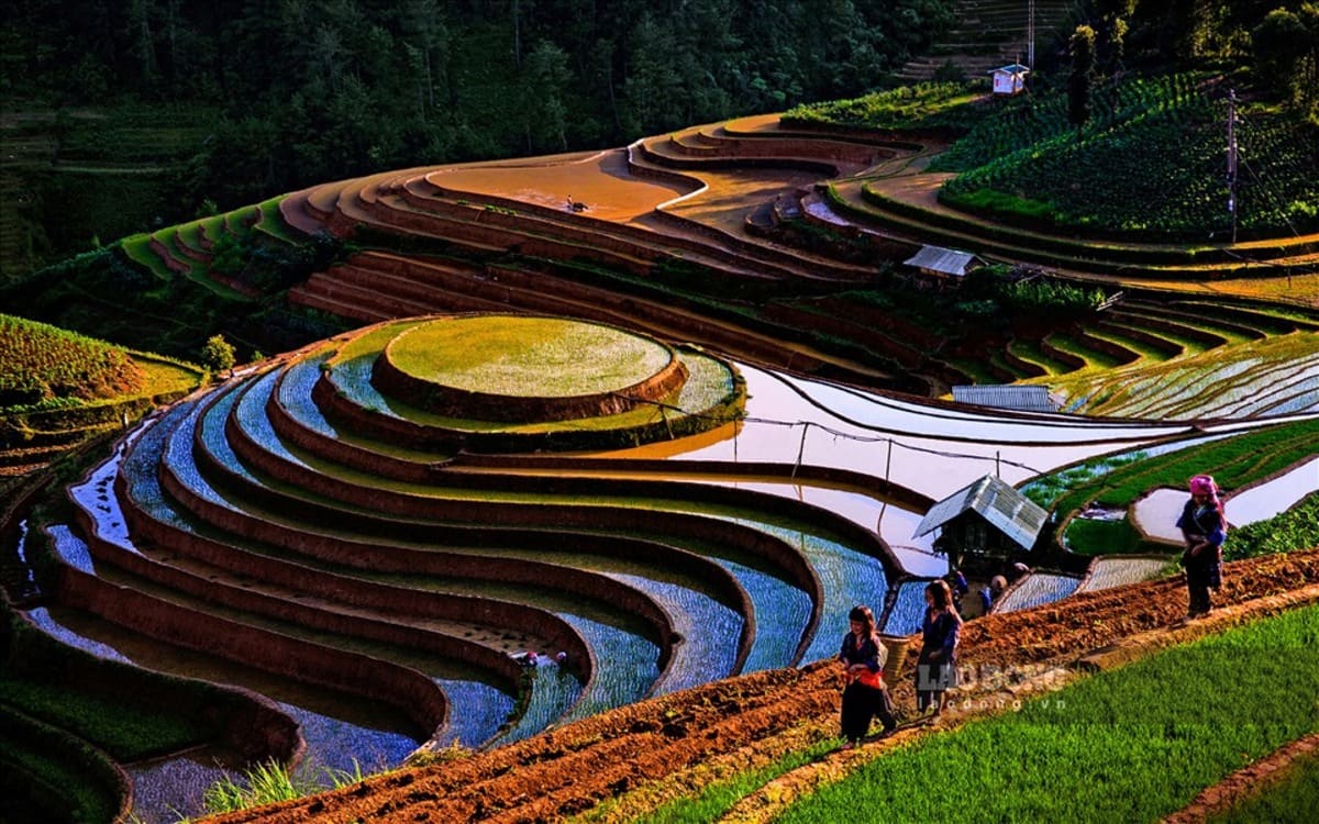 Ruộng bậc thang Sapa mùa nước đổ như những tấm gương trời