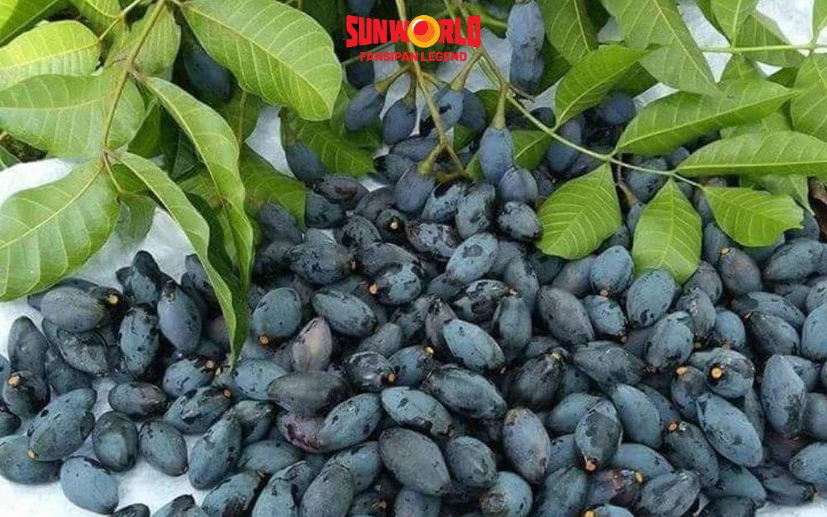 Ô mai trám là món đặc sản mới lạ