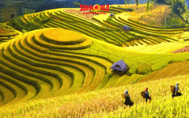 Ý Linh Hồ Sapa - Nét đẹp nguyên sơ mùa lúa chín